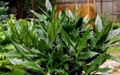 Sawtoothed Aucuba Serratifolia - 3 Gallon Pot -Garden Plant Store Aucuba Sawtoothed 3