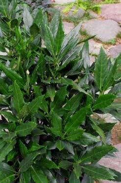 Sawtoothed Aucuba Serratifolia - 6 Pack Of 1 Gallon Pots -Garden Plant Store Aucuba Serratifolia Sawtooth 500x750 1