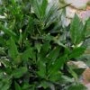 Sawtoothed Aucuba Serratifolia - 3 Gallon Pot