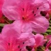 Chinzan Dwarf Azalea - 3 Gallon Pot