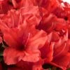 Red Tiara Deja Bloom Azalea - 1 Gallon Pot