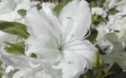 Delaware Valley White Azalea - 1 Gallon Pot -Garden Plant Store Azalea Delaware Valley White 2