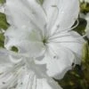 Delaware Valley White Azalea - 1 Gallon Pot