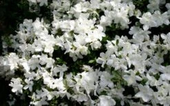 Delaware Valley White Azalea - 1 Gallon Pot -Garden Plant Store Azalea Deleware Valley White Bloom