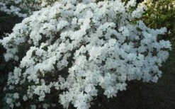 Delaware Valley White Azalea - 1 Gallon Pot -Garden Plant Store Azalea Deleware Valley White Landscape