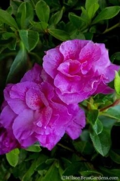 Autumn Majesty Encore Azalea - 3 Gallon Pot -Garden Plant Store Azalea Encore Autumn Majesty 5