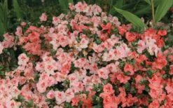 Hilda Niblett Azalea - 1 Gallon Pot -Garden Plant Store Azalea Hilda Niblet Flowers 2