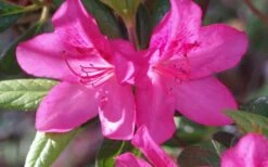Judge Solomon Southern Indica Azalea - 1 Gallon Pot -Garden Plant Store Azalea Judge Solomon 50