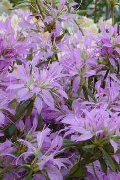 Koromo Shikibu Purple Spider Azalea - 3 Gallon Pot 7 Koromo Shikibu Purple Spider Azalea - 3 Gallon Pot -Garden Plant Store Azalea Koromo Shikibu 2 1
