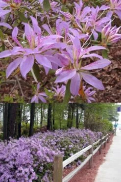 Koromo Shikibu Purple Spider Azalea - 3 Gallon Pot 6 Koromo Shikibu Purple Spider Azalea - 3 Gallon Pot -Garden Plant Store Azalea Koromo Shikibu 9 1