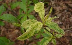 Dons Variegated Native Azalea - Rhododendron - 3 Gallon Pot -Garden Plant Store Azalea Native Dons Variegated 3