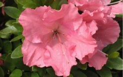 Gumpo Pink Dwarf Azalea - 1 Gallon Pot -Garden Plant Store Azalea Pink Gumpo