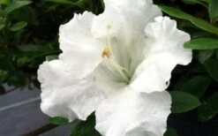 Gumpo White Dwarf Azalea - 1 Gallon Pot -Garden Plant Store Azalea White Gumpo