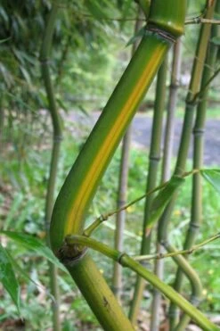Yellow Groove Bamboo (Phyllostachys Aureosulcata) - 3 Gallon Pot (2-4') -Garden Plant Store Bamboo Yellow Groove 11