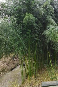 Yellow Groove Bamboo (Phyllostachys Aureosulcata) - 3 Gallon Pot (2-4') -Garden Plant Store Bamboo Yellow Groove 13
