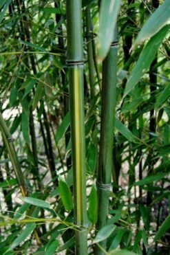 Yellow Groove Bamboo (Phyllostachys Aureosulcata) - 3 Gallon Pot (2-4') -Garden Plant Store Bamboo Yellow Groove 9