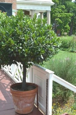 Bay Laurel (Sweet Bay) - Laurus Nobilis - 1 Gallon Pot -Garden Plant Store Bay Laurel 10
