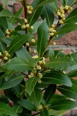 Bay Laurel (Sweet Bay) - Laurus Nobilis - 1 Gallon Pot -Garden Plant Store Bay Laurel 2