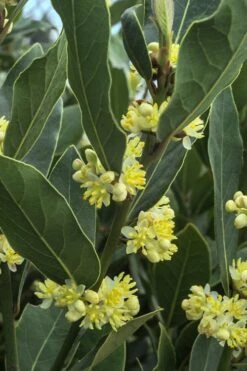 Bay Laurel (Sweet Bay) - Laurus Nobilis - 1 Gallon Pot -Garden Plant Store Bay Laurel 3
