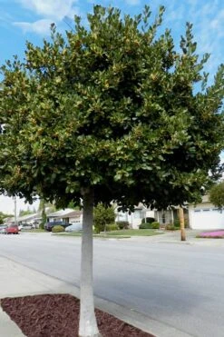 Bay Laurel (Sweet Bay) - Laurus Nobilis - 1 Gallon Pot -Garden Plant Store Bay Laurel 5