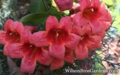 Shalimar Red Crossvine - Bignonia Capreolata - 2 Gallon Pot -Garden Plant Store Bignonia Crossvine Shalimar Red