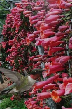 Shalimar Red Crossvine - Bignonia Capreolata - 2 Gallon Pot -Garden Plant Store Bignonia Shalimar Red 20