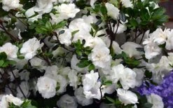 Snowball Bloom 'N Again Azalea - 6 Pack Of 1 Gallon Pots -Garden Plant Store Bloom N Again Azalea Snowball