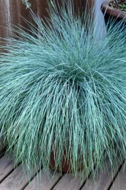 Beyond Blue Festuca (Fescue) - 3 Pack Of Quart Pots -Garden Plant Store Blue Fescue Beyond Blue 21