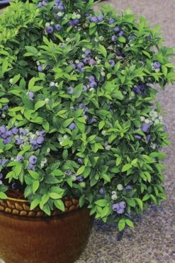 Top Hat Dwarf Blueberry - 1 Gallon Pot -Garden Plant Store Blueberry Top Hat 2