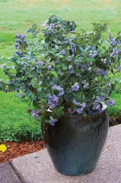 Top Hat Dwarf Blueberry - 1 Gallon Pot -Garden Plant Store Blueberry Top Hat 3