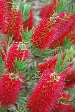 Red Cluster Bottlebrush Tree - 7 Gallon Pot -Garden Plant Store Bottlebrush Red Cluster 500x750 1