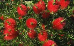 Scarlet Compacta Bottlebrush - Callistemon - 3 Gallon Pot -Garden Plant Store Bottlebrush Scarlet Compacta 2