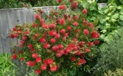 Scarlet Compacta Bottlebrush - Callistemon - 3 Gallon Pot -Garden Plant Store Bottlebrush Scarlet Compacta