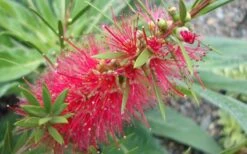 Woodlanders Cold Hardy Red Bottlebrush - Callistemon - 3 Gallon Pot -Garden Plant Store Bottlebrush Woodlanders Hardy 1 1