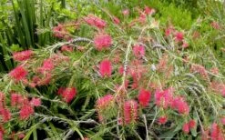 Semmes Cold Hardy Red Bottlebrush - Callistemon - 3 Gallon Pot -Garden Plant Store Bottlebrush Woodlanders Hardy Red 17