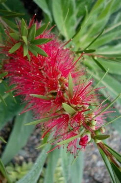 Woodlanders Cold Hardy Red Bottlebrush - Callistemon - 1 Gallon Pot -Garden Plant Store Bottlebrush Woodlanders Hardy Red 20