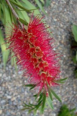 Woodlanders Cold Hardy Red Bottlebrush - Callistemon - 1 Gallon Pot