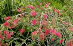 Woodlanders Cold Hardy Red Bottlebrush - Callistemon - 1 Gallon Pot -Garden Plant Store Bottlebrush Woodlanders Hardy Red 22