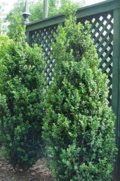 Dee Runk Columnar Boxwood - 1 Gallon Pot -Garden Plant Store Boxwood Dee Runk 2 500x750 2