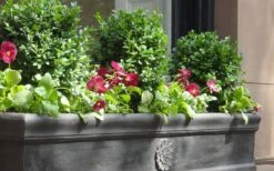 Dwarf English Boxwood - 6 Pack Of 1 Gallon Pots -Garden Plant Store Boxwood Dwarf English 2