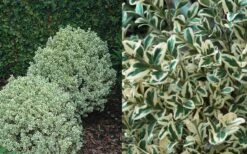 Dwarf Variegated Boxwood - 3 Gallon Pot -Garden Plant Store Boxwood Dwarf Variegated 50 2