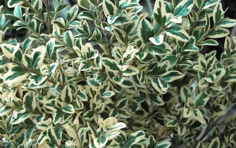 Dwarf Variegated Boxwood - 6 Pack Of 1 Gallon Pots 6 Dwarf Variegated Boxwood - 6 Pack Of 1 Gallon Pots - Image 6