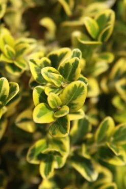 Golden Triumph Variegated Dwarf Boxwood - 3 Gallon Pot -Garden Plant Store Boxwood Golden Triumph 3