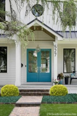 Golden Triumph Variegated Dwarf Boxwood - 3 Gallon Pot -Garden Plant Store Boxwood Golden Triumph 7