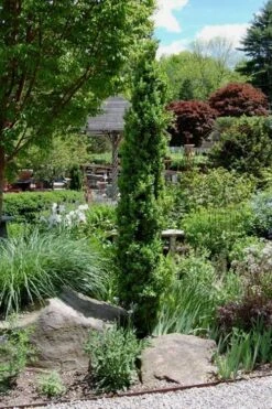 Graham Blandy Columnar Boxwood - 3 Gallon Pot -Garden Plant Store Boxwood Graham Blandy 2