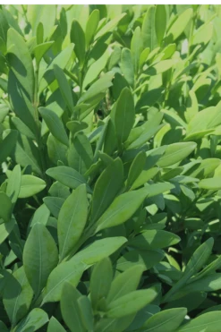 Green Mountain Boxwood - 6 Pack Of 2.5 Quart Pots -Garden Plant Store Boxwood Green Mountain 12