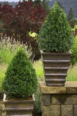 Green Mountain Boxwood - 6 Pack Of 2.5 Quart Pots -Garden Plant Store Boxwood Green Mountain 23
