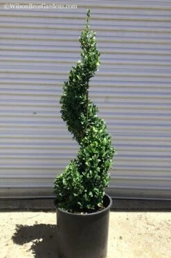Common Boxwood Spiral Topiary - 5 Gallon Pot -Garden Plant Store Boxwood Green Mountain Spiral 1