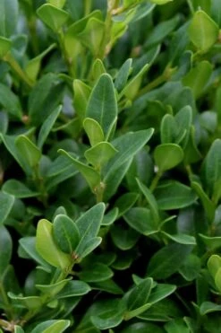Green Velvet Boxwood - 7 Gallon Pot -Garden Plant Store Boxwood Green Velvet 1