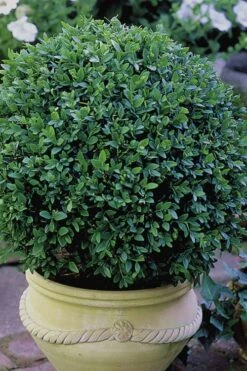 Green Velvet Boxwood - 7 Gallon Pot -Garden Plant Store Boxwood Green Velvet 3